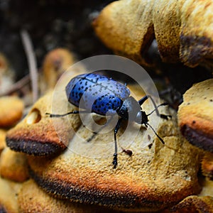 Pleasing fungus beetles are about 1 inch long and their eyes, head, legs and underside are shiny black.