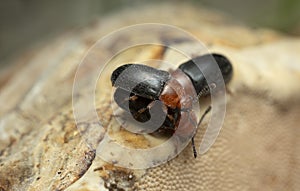 Pleasing fungus beetles, Triplax russica mating on fungi