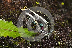 PLEASING POISON FROG epipedobates bassleri, ADULTE, PEROU photo