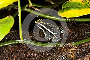 PLEASING POISON FROG epipedobates bassleri, ADULTE, PEROU photo