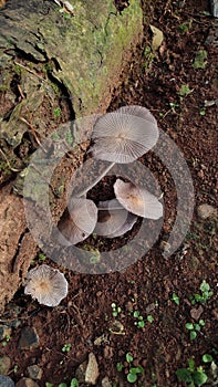 pleat inkcap (parasola plicatilis)