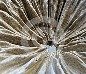 Pleat texture sculpture photo