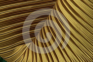 Pleated Fabric in long line drape with shadow