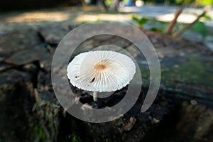 Pleated inkcap Mushroom emerging from a wet humid wooden stump. Parasola plicatilis is a small saprotrophic mushroom with a