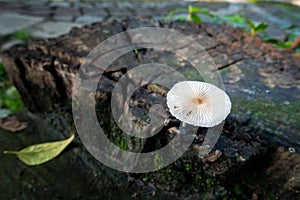 Pleated inkcap Mushroom emerging from a wet humid wooden stump. Parasola plicatilis is a small saprotrophic mushroom with a