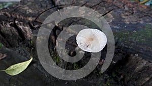 Pleated inkcap Mushroom emerging from a wet humid wooden stump. Parasola plicatilis is a small saprotrophic mushroom with a