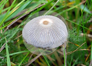 Pleated Inkcap mushroom - Parasola Plicatilis.