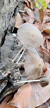 pleated inkcap mushroom on the rotten wood