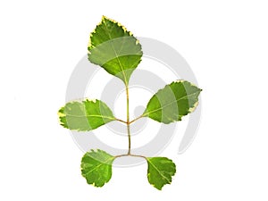 PLeaves, plants, leaves, cooking parts Isolated from white background