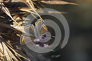 Plebeius agestis,  macrophotography - butterfly on a thistle photo