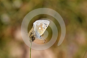 Plebejus aegagrus butterfly , endemic butterflies of Iran