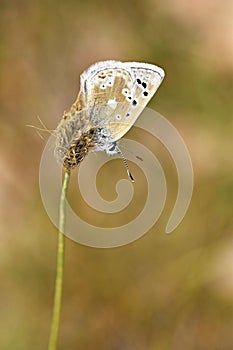 Plebejus aegagrus butterfly , endemic butterflies of Iran