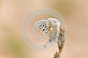 Plebejus aegagrus butterfly , endemic butterflies of Iran