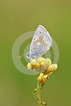 Plebejus aegagrus butterfly , endemic butterflies of Iran