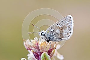 Plebejus aegagrus butterfly , endemic butterflies of Iran photo