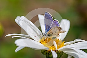 Plebejus argus, Silver Studded Blue Butterfly feeding on wild fl