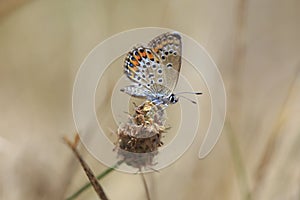 Plebejus argus silver-studded blue butterfly female closeup