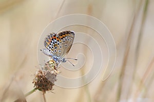 Plebejus argus silver-studded blue butterfly female closeup photo