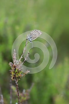 Plebejus gossamer-winged butterfly resting on heather