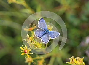 Plebejus idas, the Idas blue or northern blue butterfly photo