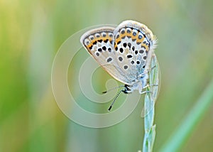 Plebejus idas , The Idas blue or northern blue butterfly photo