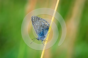 Plebejus idas, Idas Blue, is a butterfly in the family Lycaenidae. Beautiful butterfly sitting on blade of grass. photo