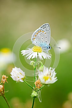 Plebejus idas, Idas Blue, is a butterfly in the family Lycaenidae. Beautiful butterfly sitting on flower. photo