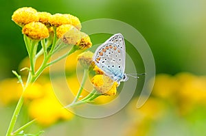 Plebejus idas, Idas Blue, is a butterfly in the family Lycaenidae. Beautiful butterfly sitting on flower. photo