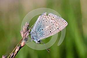 Plebejus idas, Idas Blue, is a butterfly in the family Lycaenidae. Beautiful butterfly sitting on stem. photo