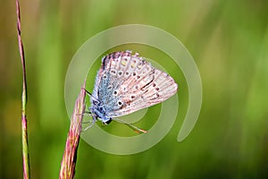 Plebejus idas, Idas Blue, is a butterfly in the family Lycaenidae. Beautiful butterfly sitting on stem. photo