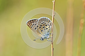 Plebejus vaneki butterfly , endemic butterflies of Iran