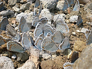 Plebejus by the water