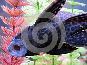 Pleco