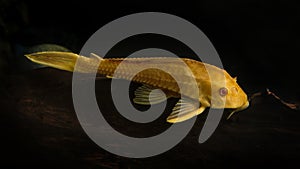 Pleco catfish albino Bristle-nose pleco gold Ancistrus dolichopterus Plecostomus aquarium fish
