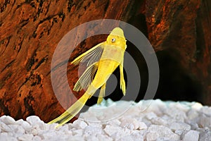 Pleco catfish albino Bristle-nose pleco gold Ancistrus dolichopterus Plecostomus aquarium fish photo