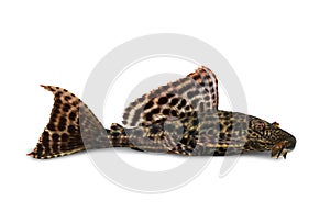 Pleco Catfish Hypostomus Plecostomus aquarium fish photo