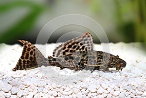 Pleco Catfish Hypostomus Plecostomus fish Pterygoplichthys pardalis