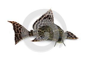 Pleco Catfish Hypostomus Plecostomus fish Pterygoplichthys pardalis photo