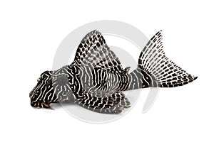 Pleco Catfish L-260 Queen Arabesque Hypostomus sp Plecostomus aquarium fish photo