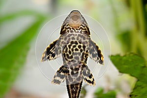 Pleco Catfish Plecostumus fish