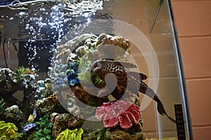 Pleco in a fish tank