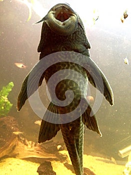 Pleco