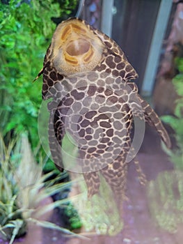 Pleco Sucker Fish