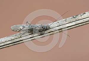 Plecoptera stone fly insect with long antennae and wings with black venation is used as bait for river fishing