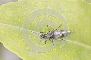 Plecoptera stone fly insect with long antennae and wings with black venation is used as bait for river fishing