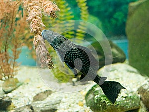 Plecostomus photo