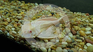 Plecostomus catfish in a fish tank photo