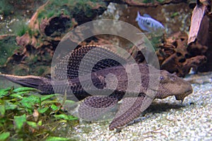 Pterygoplichthys pardalis catfish
