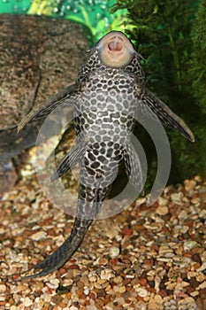 Plecostumus fish.