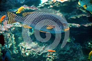 Plectorhinchus lineata in indoor aquarium